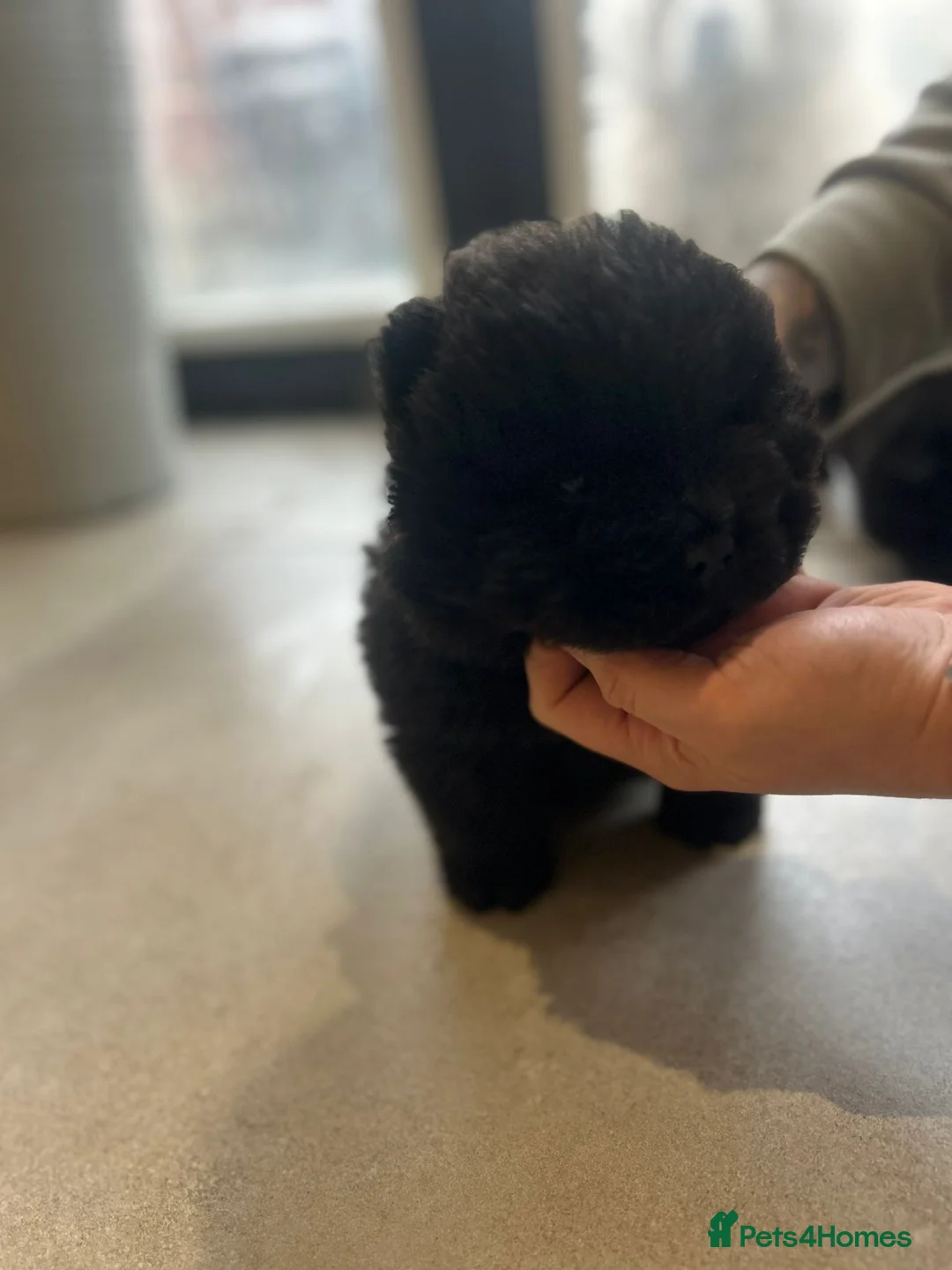 Chow Chow dogs for sale: 2 males 1 female ready from 1st Feb  - Advert 5