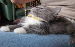 Ragdoll cats for sale: 6 CROSS RAGDOLL KITTENS WAITING FOR A LOVING HOME - Image 21