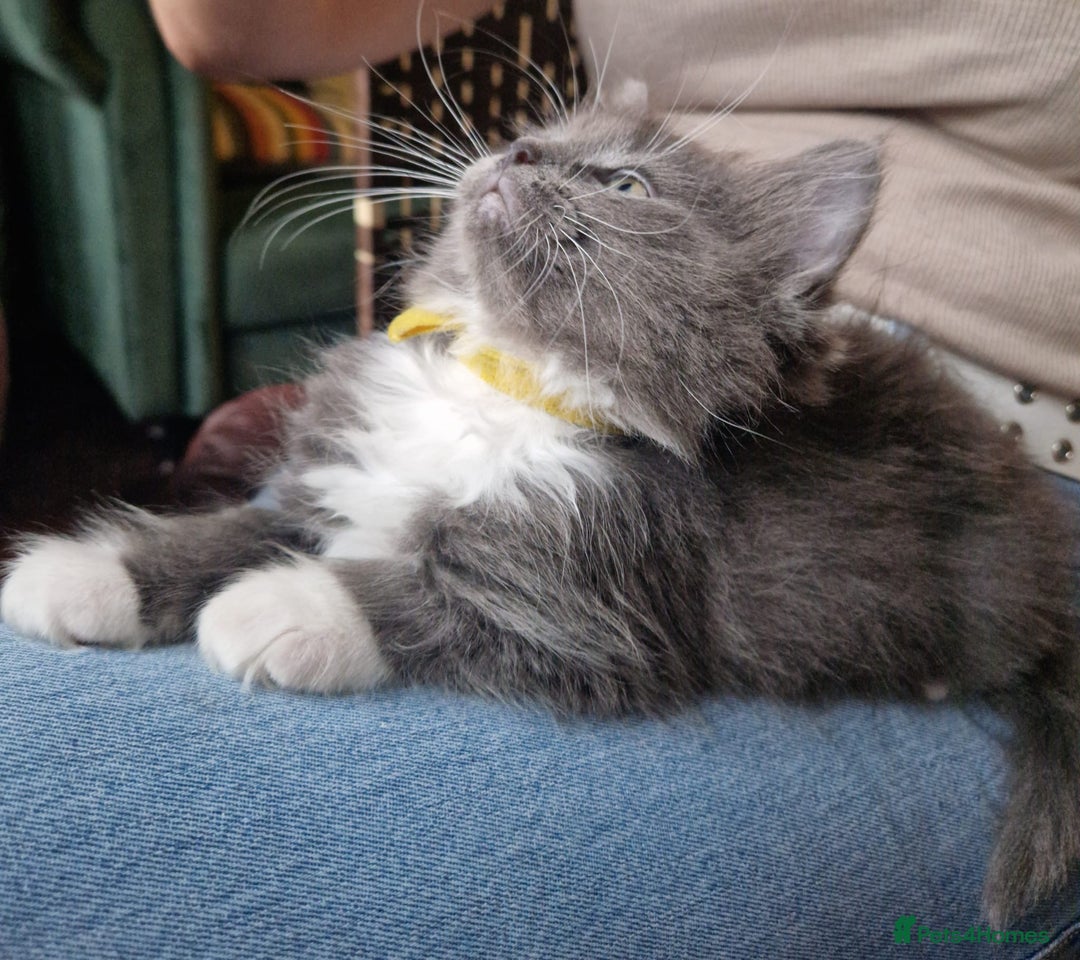 Ragdoll cats for sale: 6 CROSS RAGDOLL KITTENS WAITING FOR A LOVING HOME - Image 21