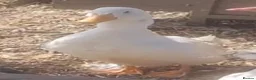 Ducks poultry for sale: German pekin duck for sale - Advert 2