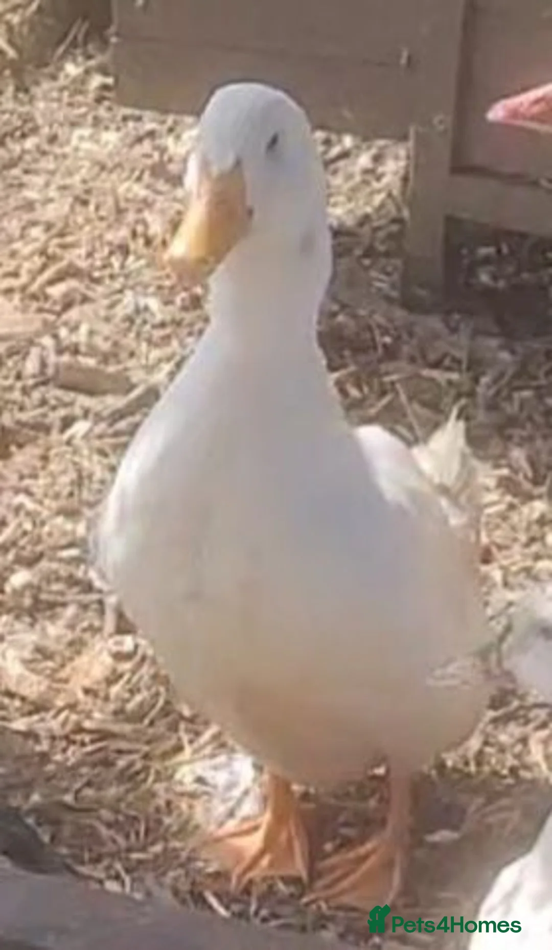 Ducks poultry for sale: German pekin duck for sale - Advert 2