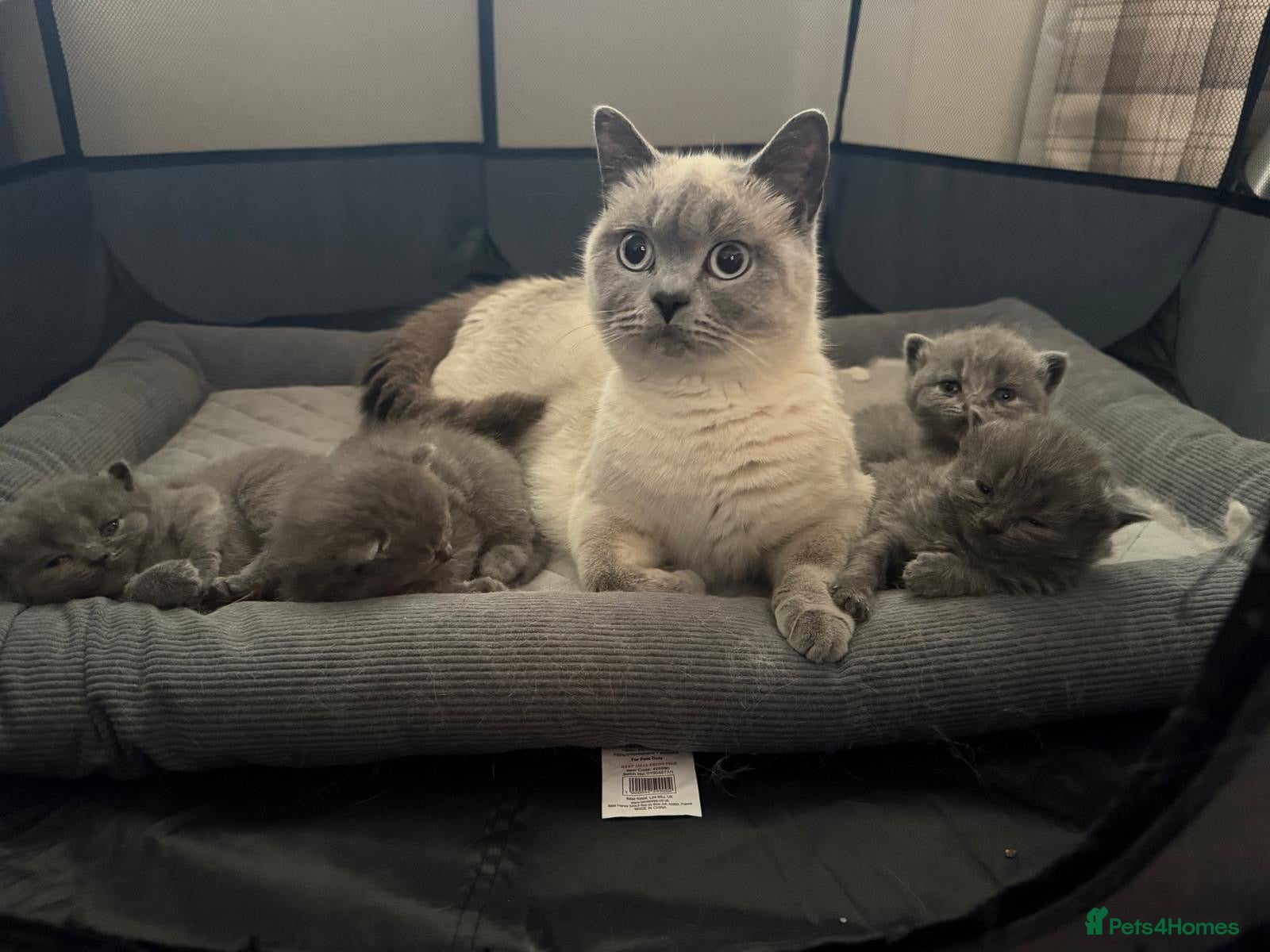 British Shorthair cats Beautiful BSH kittens 😍 - Advert 2