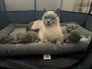 British Shorthair cats Beautiful BSH kittens 😍 - Advert 3