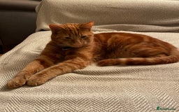 Domestic Shorthair cats for sale: Gino- 5 years Loving male ginger tabby - Image 1