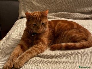 Domestic Shorthair cats - Advert 3