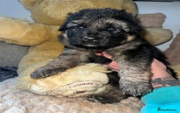 German Shepherd dogs for sale: 🏆quality KC registered long haired GSD pups🏆 - Image 4