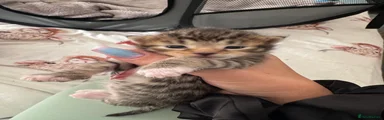 Bengal 3