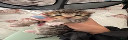 Bengal cats for sale: Mixed breed bengal kittens - Advert 3