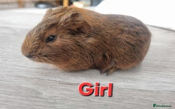 Guinea Pig rodents for sale: Guinea pigs £25 each  - Image 4