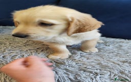 Golden Retriever dogs for sale: Gentle and loving Golden Retriever puppiess  - Image 10