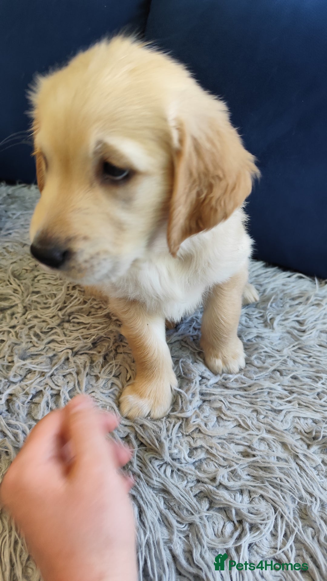Golden Retriever dogs for sale: Gentle and loving Golden Retriever puppiess  - Image 10
