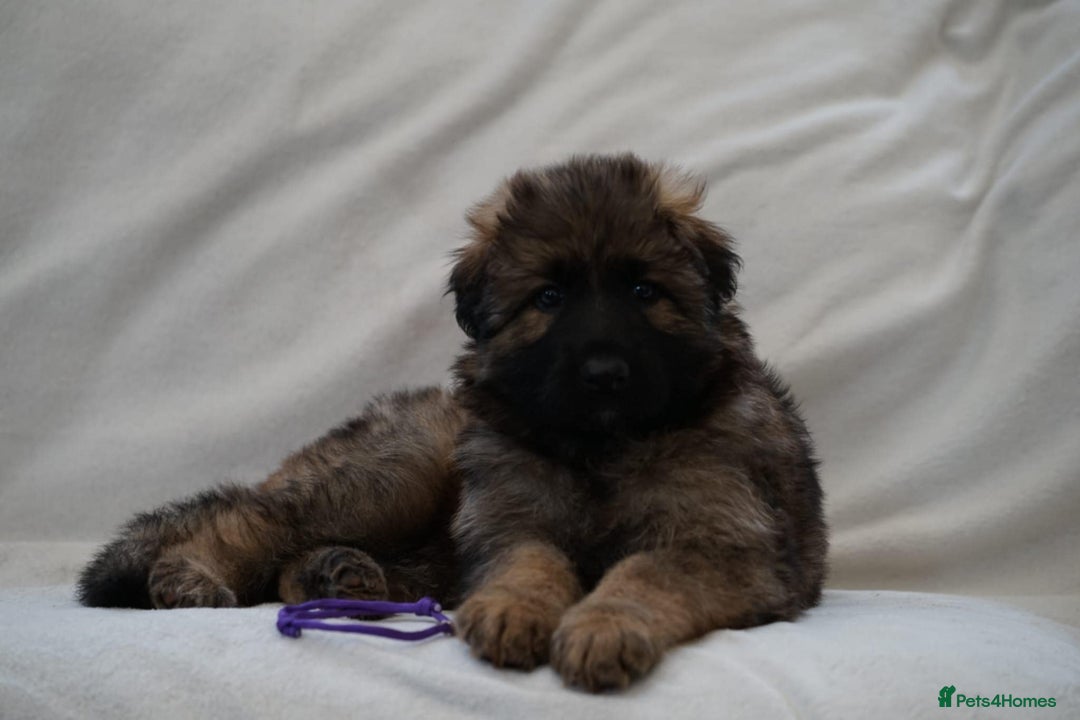 German Shepherd dogs for sale: German Shepherd Puppies - Image 31