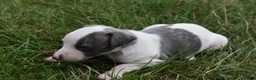 Whippet dogs for sale: Beautiful Pedigree Whippet Puppies.  in Boston - Advert 3