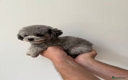 Toy Poodle dogs for stud: Smallest Silver Asian Micro Poodle In UK in Stevenage - Image 4