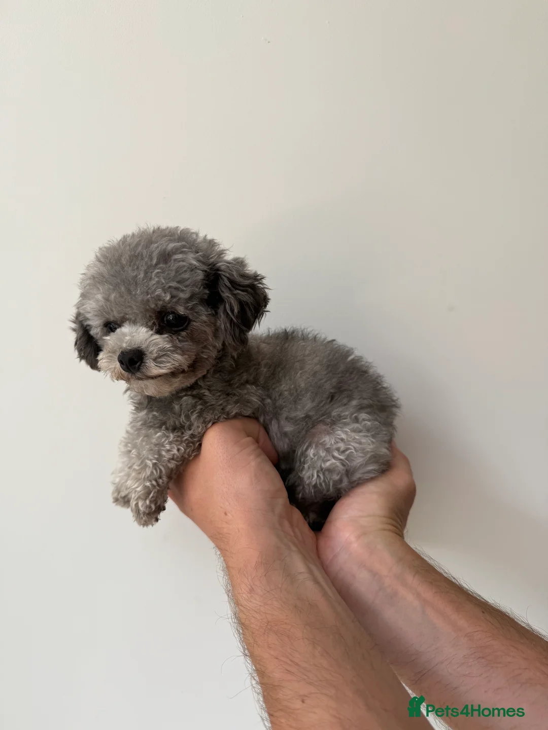 Toy Poodle dogs for stud: Smallest Silver Asian Micro Poodle In UK in Stevenage - Advert 6