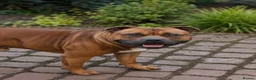 Staffordshire Bull Terrier dogs for sale:  red staffordshire bullterrier puppies 🐶  - Advert 10