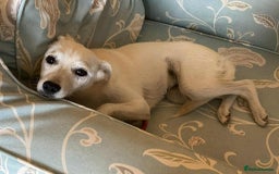 Mixed Breed dogs for adoption: Delmie  - Image 9