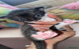 Mixed Breed cats for sale: Litter of 5 beautiful grey and Smokey kittens 🐱  - Image 3
