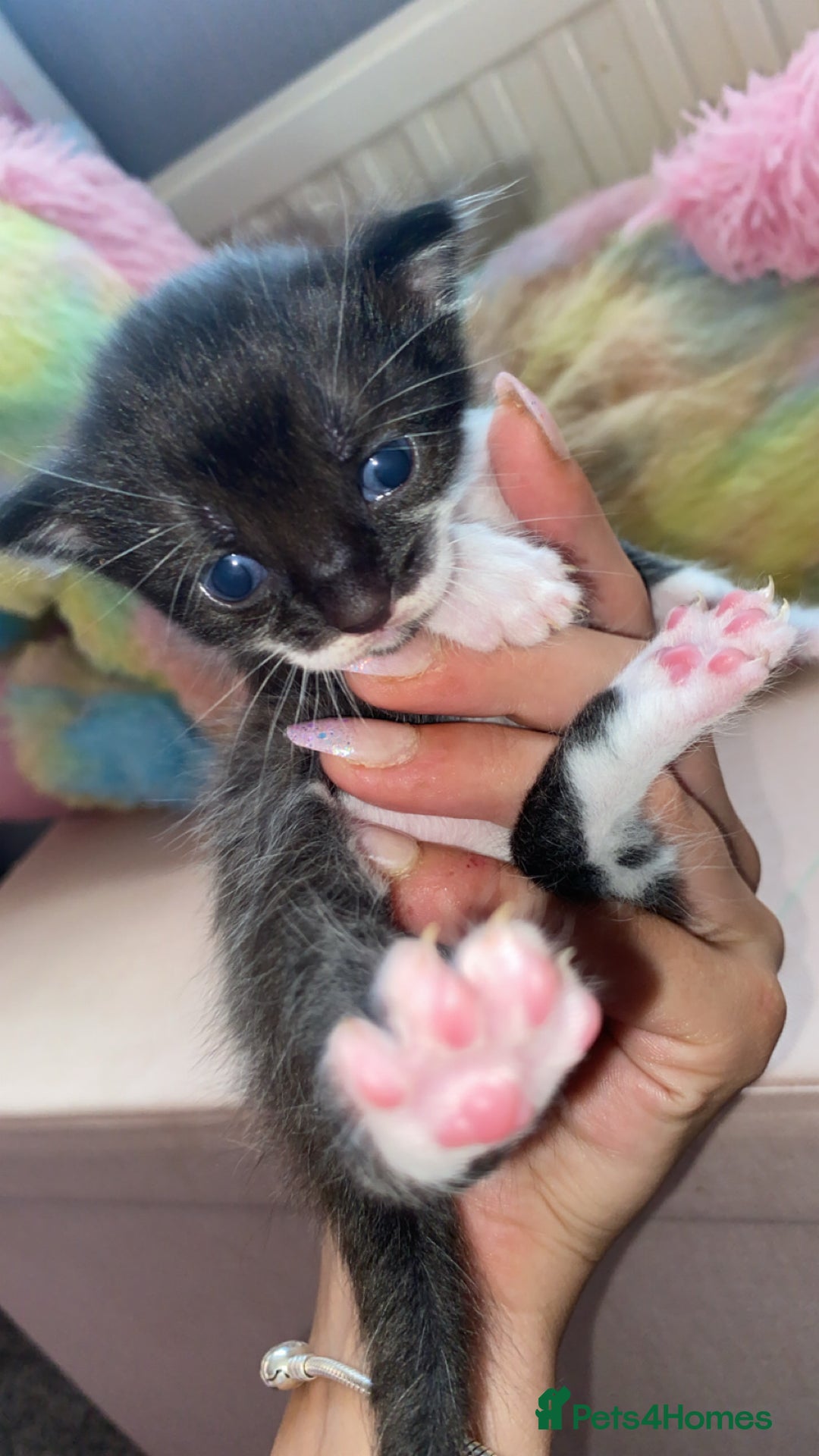 Mixed Breed cats for sale: Litter of 5 beautiful grey and Smokey kittens 🐱  - Image 3