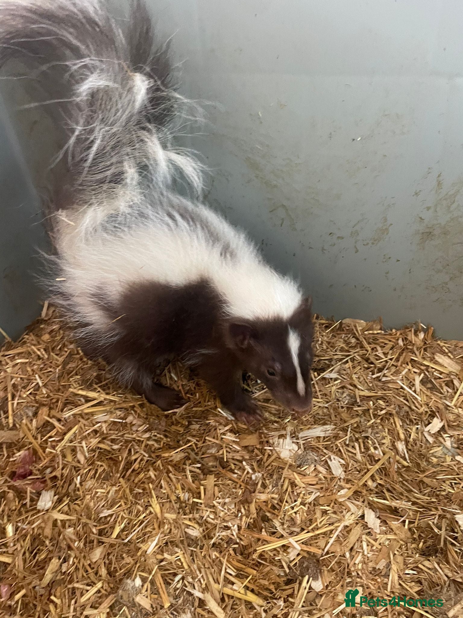 Mixed Breed rodents Baby Skunks  - Advert 1