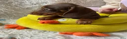 Dachshund dogs for sale: KC miniature smooth haired DNA tested dachshunds  - Advert 4