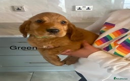 Cocker Spaniel dogs for sale: Kc registered working spaniel  - Image 3