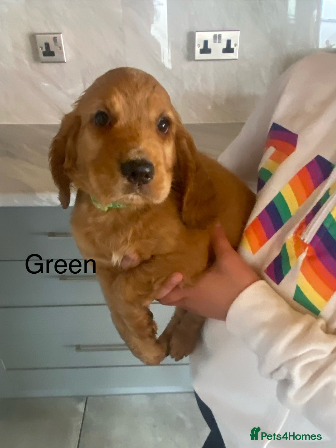 Cocker Spaniel dogs for sale: Kc registered working spaniel  - Image 3