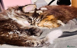 Scottish Fold cats for sale: Scotich fold long hair  - Image 16
