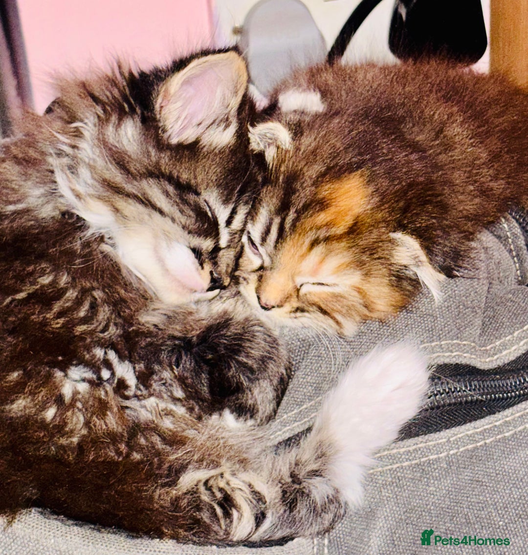 Scottish Fold cats for sale: Scotich fold long hair  - Image 16