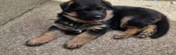 German Shepherd dogs for sale: Beautiful German shepherd puppies 1 left - Advert 12