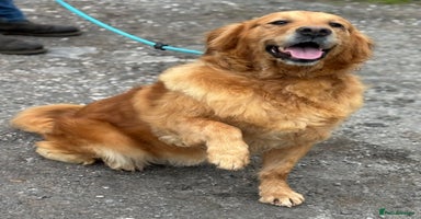Golden Retriever dogs - Advert 5