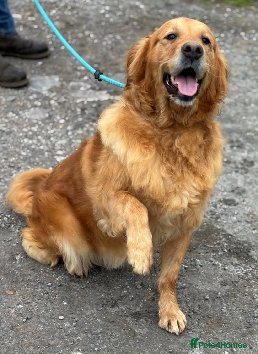 Golden Retriever dogs for sale: Beautiful Golden Retriever girl available  - Image 3