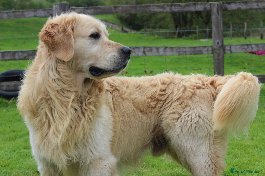 Golden Retriever dogs for stud: Show type KC Golden Retriever Stud Dog  - Advert 1