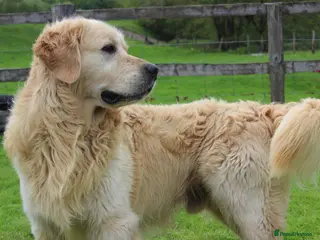 Golden Retriever dogs Show type KC Golden Retriever Stud Dog - Advert 12