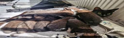Mixed Breed cats for sale: 5 black/ black and white kittens - Advert 16