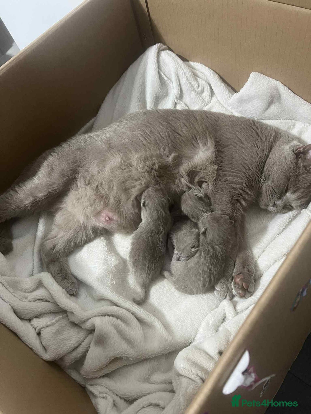 British Shorthair cats for sale: British Shorthair kittens  - Image 16