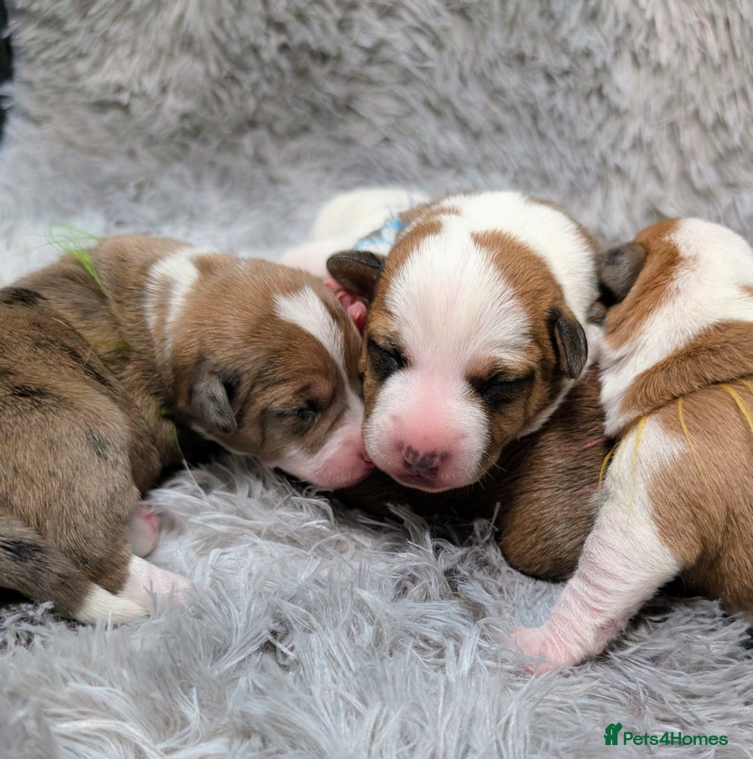 Jack Russell dogs for sale: ❤️3/4 Jack Russell babies ❤️ - Advert 6