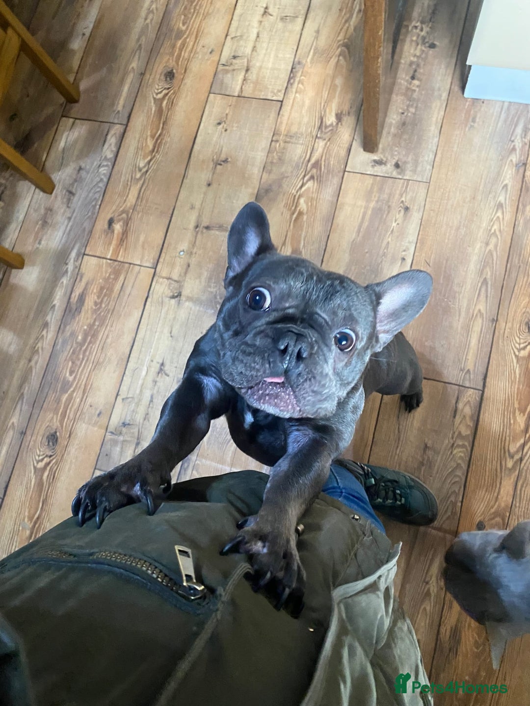 French Bulldog dogs for adoption: ❤️🐶 TILLY & 💙🐶 MARLEY – Two Loving Companions - Advert 24
