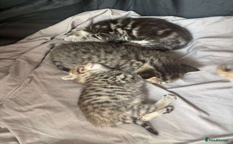 Bengal cats - Advert 4