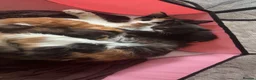 Mixed Breed cats for sale: Mixed Kittens in Nelson - Advert 12