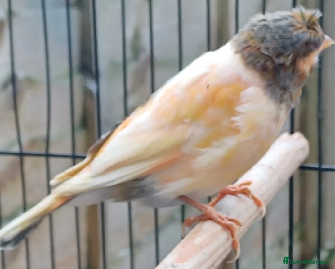 Canaries birds for sale: HARLEQUIN RED FACTOR PORTUGUESE CREASTED  - Advert 25