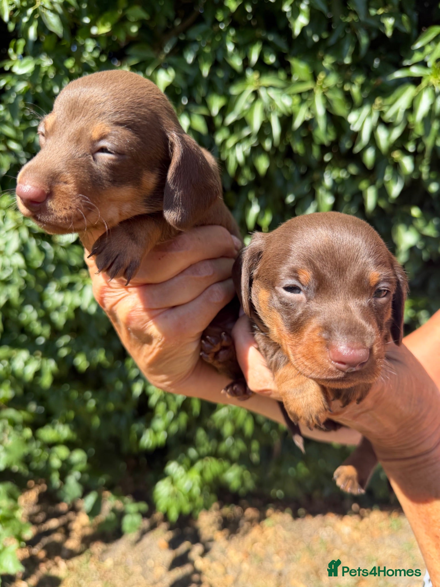 Miniature Dachshund dogs BEAUTIFUL K.C REGISTERED MINIATURE DACHSHUNDS  - Advert 2