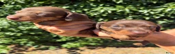 Miniature Dachshund dogs for sale: BEAUTIFUL K.C REGISTERED MINIATURE DACHSHUNDS  - Advert 5