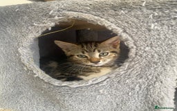 Mixed Breed cats for sale: Adorable kittens looking for their forever home 🐾 - Image 2