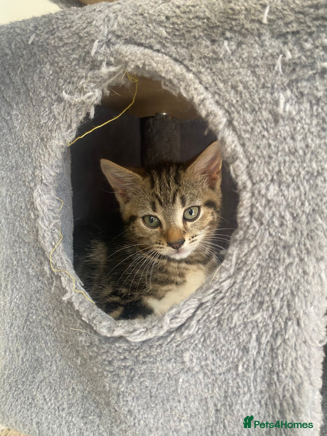 Mixed Breed cats for sale: Adorable kittens looking for their forever home 🐾 - Image 2