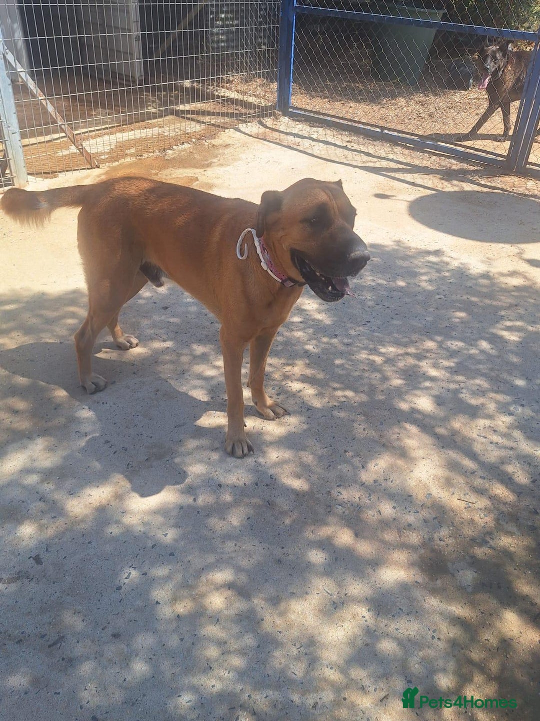 Mixed Breed dogs for adoption: Urgent 🚨 Home for Kobi  in Hengoed - Image 17