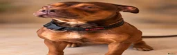 Mixed Breed dogs for sale: Beautiful Rhodesian Ridgeback and Mastiff  - Advert 1