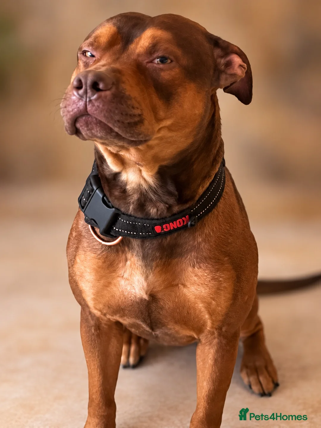Mixed Breed dogs for sale: Beautiful Rhodesian Ridgeback and Mastiff  - Advert 1