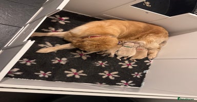 Golden Retriever dogs - Advert 6