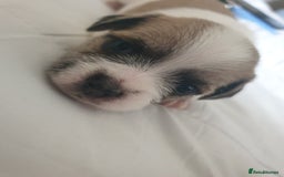 Mixed Breed dogs for sale: I. Selling puppies i have one boy and one girl - Image 3